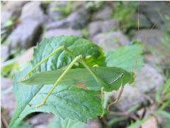 臺灣擬騷斯 成蟲(蔡秀錦攝)