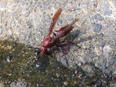褐長腳蜂 吸水(蔡秀錦攝)