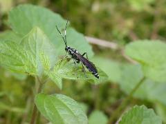 葉蜂 成蟲(蔡秀錦攝)