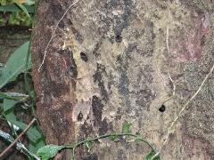 黃領花蜂  雌蜂在巢內(蔡秀錦攝)