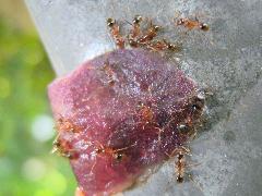 大頭家蟻 工蟻及兵蟻搬運食物(蔡秀錦攝)