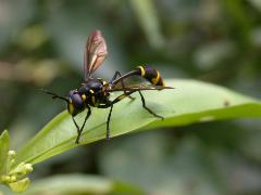 擬蜂眼蠅  成蟲(蔡秀錦攝)