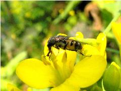 麗蠅 Stomorhina sp.01.jpg