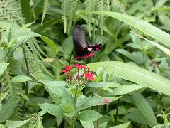 紅紋鳳蝶 成蟲(蔡秀錦攝)