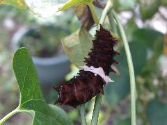 紅紋鳳蝶 終齡幼蟲(蔡秀錦攝)