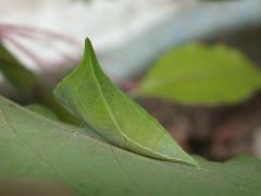 青帶鳳蝶  蛹(蔡秀錦攝)