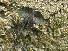 烏鴉鳳蝶 吸水(蔡秀錦攝)