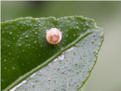 黑鳳蝶 卵將孵化(蔡秀錦攝)