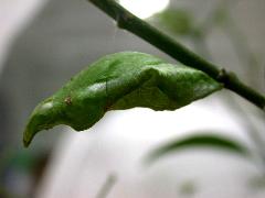 黑鳳蝶 蛹(蔡秀錦攝)