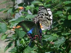 琉璃帶鳳蝶與大白斑蝶  成蟲(蔡秀錦攝)