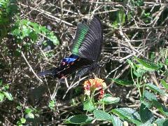 琉璃帶鳳蝶  成蟲(蔡秀錦攝)