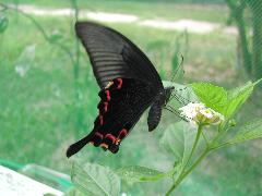 烏鴉鳳蝶 吸蜜(鄭立娜攝)