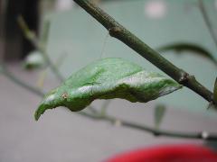 黑鳳蝶 蛹(鄭立娜攝)