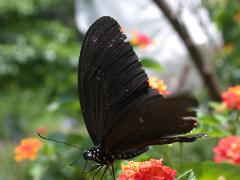 無尾白紋鳳蝶 成蟲(蔡秀錦攝)