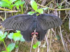 黑鳳蝶 雌蟲(蔡秀錦攝)