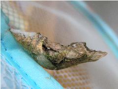 臺灣鳳蝶 蛹(蔡秀錦攝)