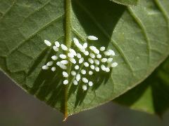 臺灣黃蝶 卵(蔡秀錦攝)