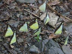 臺灣粉蝶 成群吸水(蔡秀錦攝)