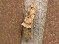 紋白蝶  蛹(蔡秀錦攝)