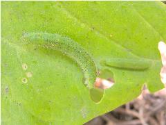 紋白蝶  幼蟲(蔡秀錦攝)