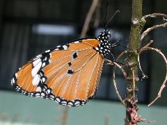 樺斑蝶  雌(蔡秀錦攝)