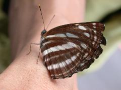 小三線蝶  吸食汗水(蔡秀錦攝)