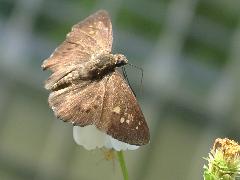 大黑星弄蝶  成蟲(蔡秀錦攝)