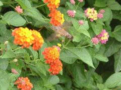 小長喙天蛾 吸食花蜜(蔡秀錦攝)