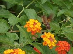 小長喙天蛾 吸食花蜜(蔡秀錦攝)