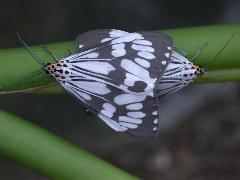 粉蝶燈蛾 交尾(蔡秀錦攝)