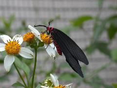 鳳斑蛾 成蟲(蔡秀錦攝)