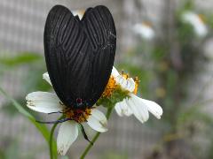 鳳斑蛾 訪花(蔡秀錦攝)