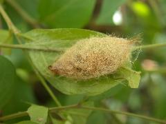 小白紋毒蛾 繭(蔡秀錦攝)