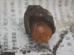 東方白點花金龜  蛹(蔡秀錦攝) 