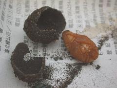 東方白點花金龜  蛹(蔡秀錦攝) 