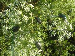 綠艷白點花金龜 在濱當歸上訪花(蔡秀錦攝)
