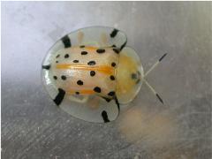 大黑星龜金花蟲 成蟲(蔡秀錦攝)