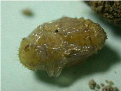 榕四星金花蟲 蛹(蔡秀錦攝)