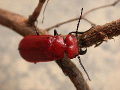 大紅芫菁17.JPG