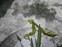 寬腹螳螂 六齡若蟲(鄭立娜攝)