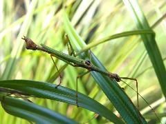 擬瓦腹華竹節蟲 雄蟲(蔡秀錦攝)