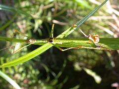 擬瓦腹華竹節蟲 雄蟲(蔡秀錦攝)