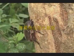 雌獨角仙咬光臘樹.wmv