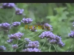 黑尾長喙天蛾1.wmv