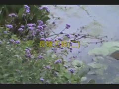 黑尾長喙天蛾2.wmv