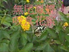 無尾鳳蝶吸花蜜.1.wmv