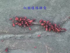 紅姬緣椿雜食性吸食蚯蚓屍體汁液.wmv