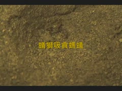 蟻獅吸食螞蟻.wmv