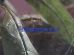一齡寬腹螳螂吃果蠅2.wmv