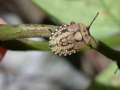 小皺椿象 終齡若蟲(蔡秀錦攝)